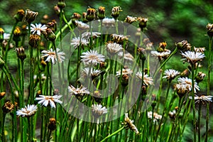 Floraison de petites marguerites au printemps