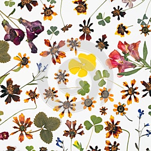 Floral abstract background with dried meadow flowers top view. Craft herbarium with different flowers
