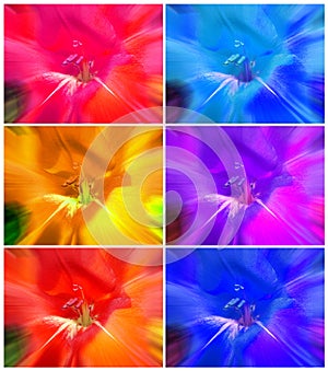floral abstract colorful backgrounds collage