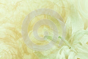 Floral abstract light green-white-yellow background. Petals of a lily flower on a white-green frosty background. Close-up. Flow