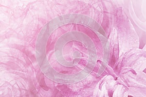 Floral abstract light pink-white background. Petals of a lily flower on a white-pink frosty background. Close-up. Flower collag