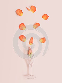 Floral afterparty inspired concept. Champagne glass with rose head inside and sunny shadow with many other rose petals above. Flat