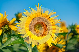 Floral agricultural yellow sunflower. Sunny beautiful natural field blooming botany.