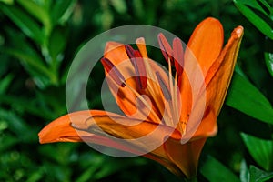 Floral alley. Beautiful orange Lily Latin: Lilium in park. Flower closeup. Soft background. Selective focus