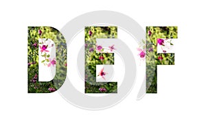 Floral alphabet, fuchsia, letters D E F floral, concept of spring, summer