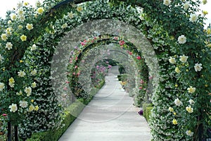 Floral Archway photo