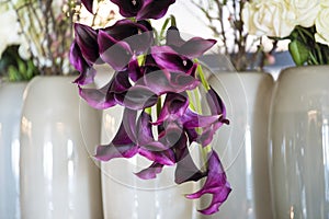 Violet callas in extraordinary arrangement