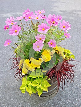 Floral arrangement with begonias and cosmos flowers