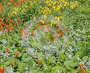Floral arrangement of blooming tulips and forget-me-nots on background of green foliage