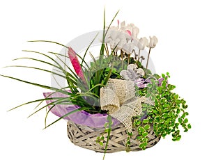 Floral arrangement with cyclamen flowers and Tillandsia Cyanea flower in a straw basket, isolated white background.