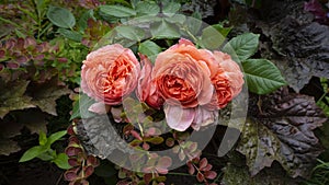 Floral arrangement of David Austin`s orange English rose Summer Song, burgundy geyhera and barberry. Computer desktop wallpaper i