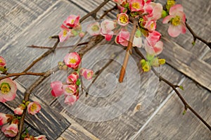 Floral arrangement and decoration.  Delicate spring flowers on a natural gray wood background