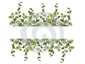 Floral arrangement, green leaves on white background. Wedding design element. Festive flower composition. Postcard design. Green