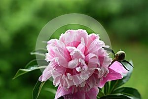 Floral arrangement of pink pion flowers close-up