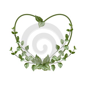 Floral arrangement in the shape of a heart. Green leaves isolated on white background. Wedding design element. Festive flower