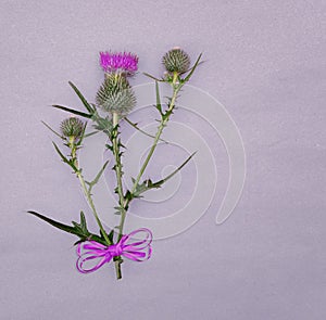Floral arrangement of thorny field plants on a gray background