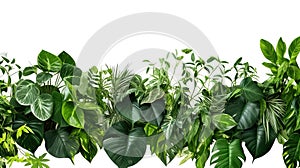 floral arrangement of tropical leaves of plants bush. nature background isolated on white background with copy space