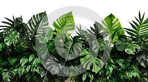 floral arrangement of tropical leaves of plants bush. nature background isolated on white background with copy space