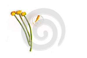 Floral arrangement with yellow water lilies and a goldfish in a glass. Colorful flowers with long green stems on a white