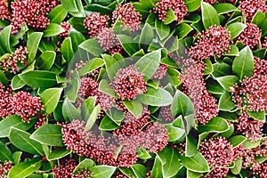 Floral backdrop, background for International Womens Day March 8, invitation,Valentines Day.Red Skimmia Japonica Rubella flower