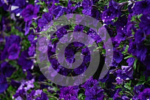 Floral background, blooming colorful lush petunia bushes on a flower bed