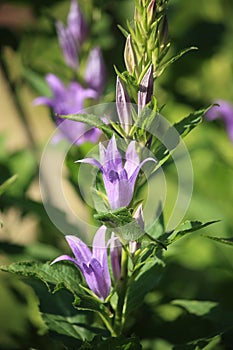 A floral background of blooming large garden bells in purple color.