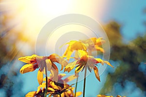 Blossoming Black-eyed Susan flowers