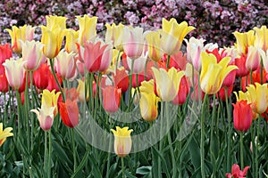 Floral background with blossoming colorful tulips