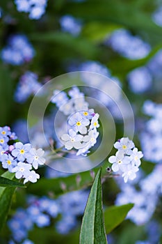 Floral background with blue forget-me-not flowers Boraginaceae