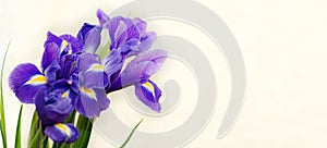 Floral background with blue irises selective focus