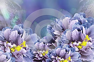 Floral background blue-violet peonies. Flowers close-up on a turquoise-blue-violet background. Flower composition