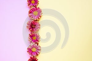 Floral background border on pink and light yellow colors.