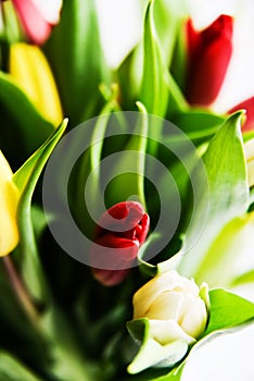 Floral background: bouquet of multicolored tulips in a glass vase on a light background, blank, mocap for mother`s day