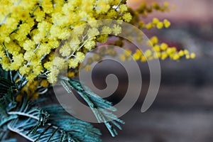 Floral background: a branch of Mimosa on the natural wooden background, copyspace for your text: mockup, background for greetings