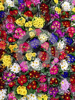 Floral background of bright spring primroses.