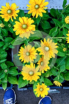Floral background with bright yellow daisies on a natural background. Rudbeckia Amarillo gold in the garden. Yellow
