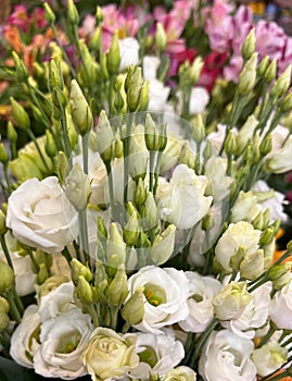 Floral background with bunch fresh white roses.