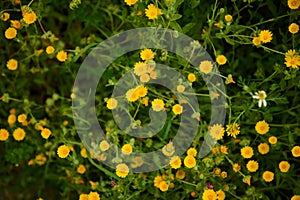 Floral background with calendula flowers in the field in the meadow in mountains. Nature background. Herbal medicine