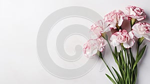 Floral background of carnations flowers close up on white