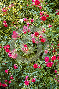 Floral background, climbing roses