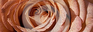 floral background, close up of rose peach fuzz color with water droplets