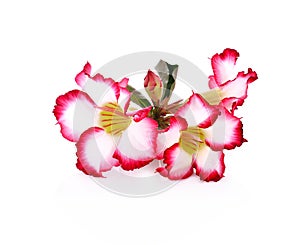 Floral background. Close up of Tropical flower Pink Adenium. Desert rose on isolated white background.