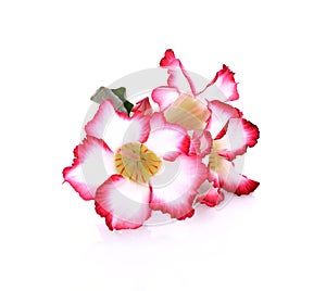 Floral background. Close up of Tropical flower Pink Adenium. Desert rose on isolated white background.