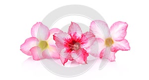 Floral background. Close up of Tropical flower Pink Adenium. Desert rose on isolated white background.