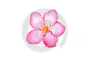 Floral background. Close up of Tropical flower Pink Adenium. Desert rose on isolated white background