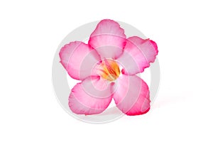 Floral background. Close up of Tropical flower Pink Adenium. Desert rose on isolated white background