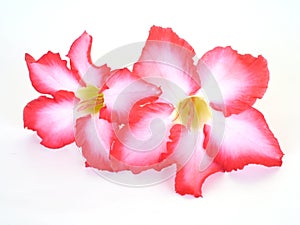 Floral background. Close up of Tropical flower Pink Adenium. Desert rose on isolated white