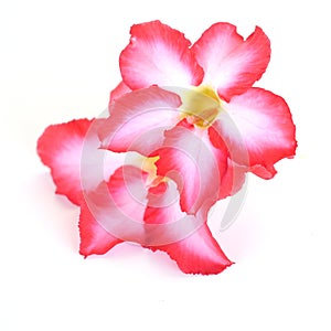 Floral background. Close up of Tropical flower Pink Adenium. Desert rose on isolated white