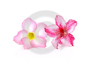 Floral background. Close up of Tropical flower Pink Adenium. Desert rose on isolated white background.