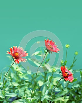 Floral background concept with copy space. Red gaillardia flowers isolated on green background